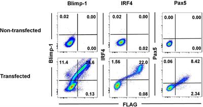 Co-Expression of the B-Cell Key Transcription Factors Blimp-1 and IRF4 Identifies Plasma Cells in the Pig